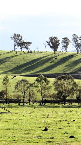 Afternoon Acroos the Hills, NSW.